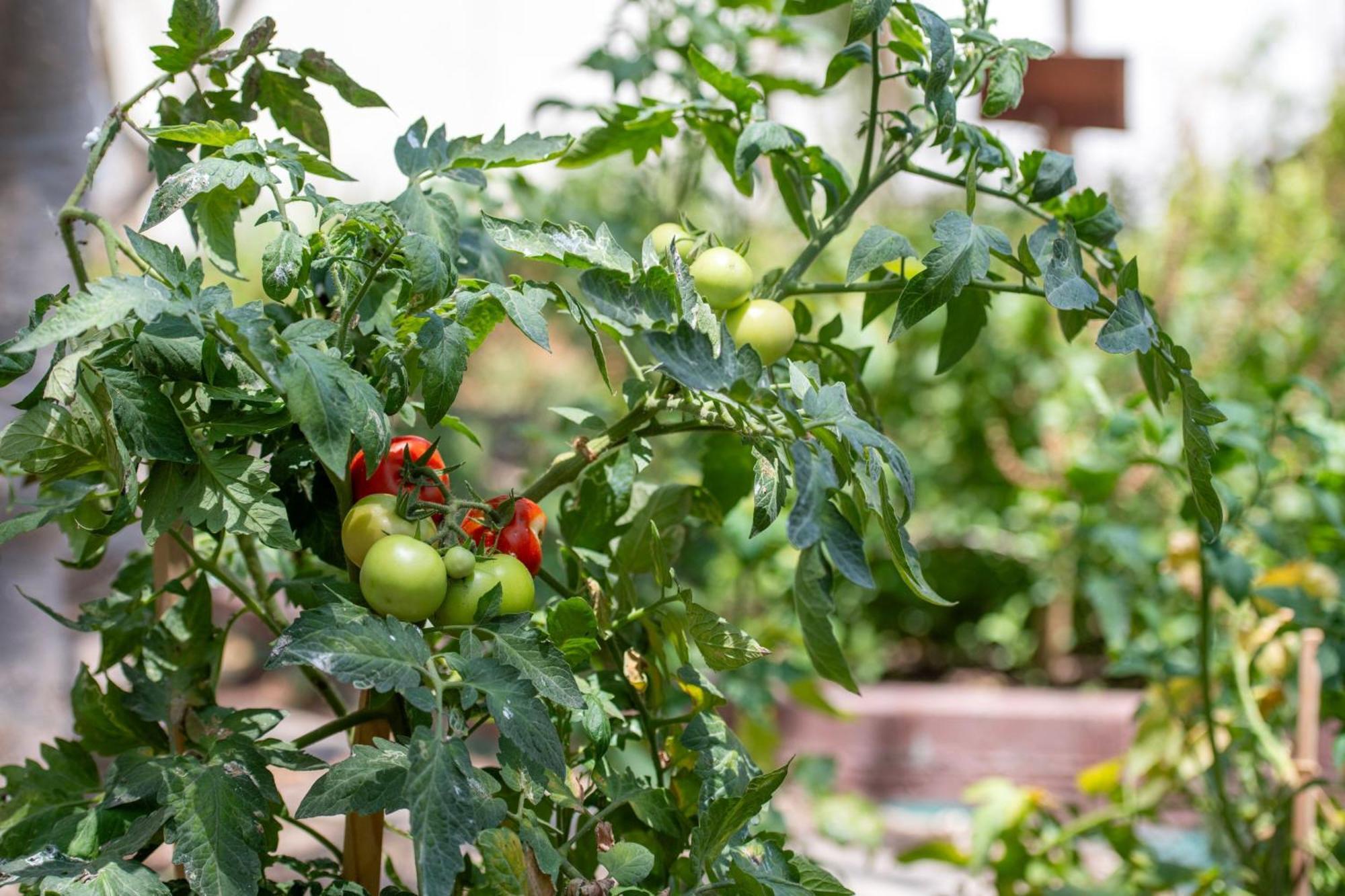 The Ritz-Carlton, Doha Hotel Eksteriør billede Tomato plants